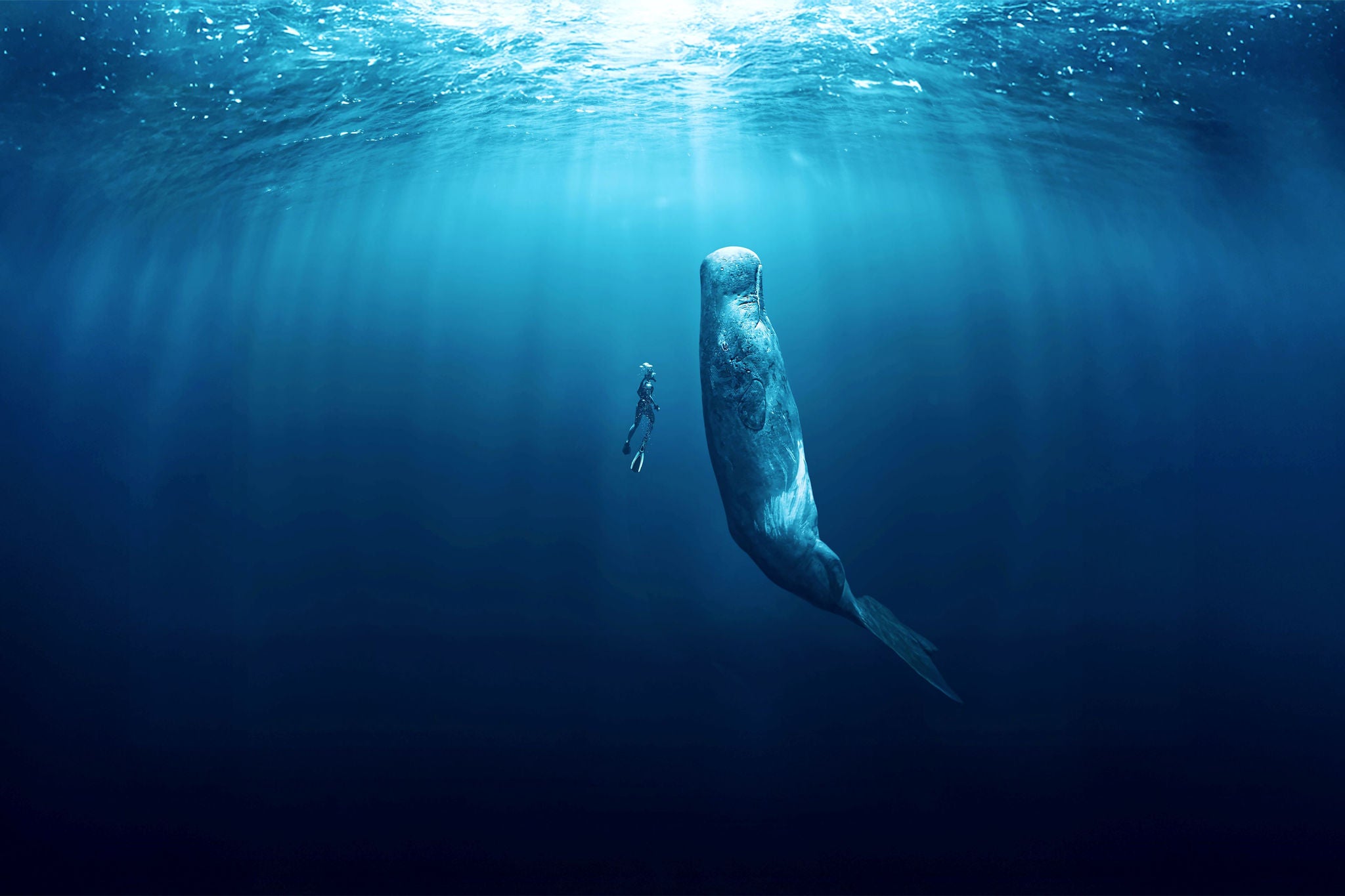 Underwater image of a scuba diver swimming towards the surface side by side with a whale